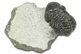 Bargain, Austerops Trilobite - Ofaten, Morocco #372446-3